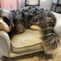 Aussiedoodles, Bernedoodles, and Goldendoodles from Elle and Oak Farms