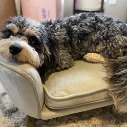 Aussiedoodles, Bernedoodles, and Goldendoodles from Elle and Oak Farms