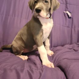 Great Dane Puppies from Miner's Dynamic Danes