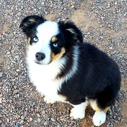 Topaz - Miniature Australian Shepherd