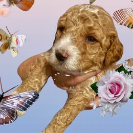 Annie - Apricot female Poodle puppy in Lakeland, Florida from Gulfside Poodles