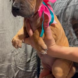 MINK - Fawn sable female American Bully puppy in Texas from TEXAS BULLY FAMILY