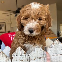 Ariat - Red  female Goldendoodle puppy in Chino Valley, Arizona from Bass Creek Doodles