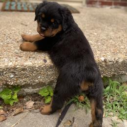 Yellow collar - Black and mahogany female Rottweiler puppy in Linthicum, Maryland from Of The Saints Rottweilers