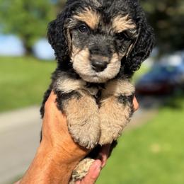 Nevaeh - Phantom female Poodle puppy in Washington, Pennsylvania from Patriotic Poodles
