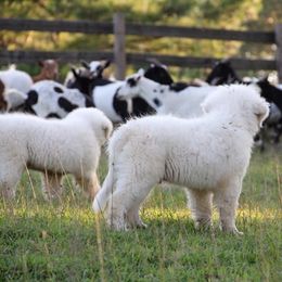 Great Pyrenees and Leonberger Puppies from Easter Acres