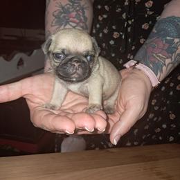 Dark Blue Boy - Fawn male Pug puppy in Elma, Washington from Kismet Kennels, Exclusively Pugs
