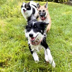 Icelandic Sheepdog Puppies from Windswept Icelandic Sheepdogs