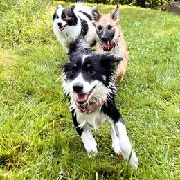 Icelandic Sheepdog Puppies from Windswept Icelandic Sheepdogs