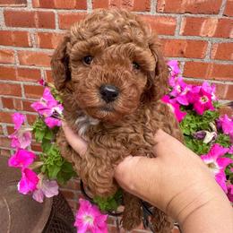 Rosco - Apricot male Poodle puppy in Houston, Texas from Texas Toy Poodles