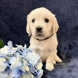 Colin - Light golden male Golden Retriever puppy in Conroe, Texas from Tails of Cypress