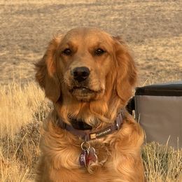 Journey - Golden Retriever