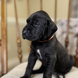 Boy 5 - Zuma - Black Great Dane puppy in Tennessee from Campbell Great Danes