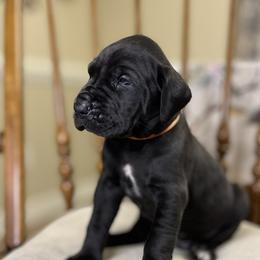 Boy 5 - Zuma - Black Great Dane puppy in Tennessee from Campbell Great Danes