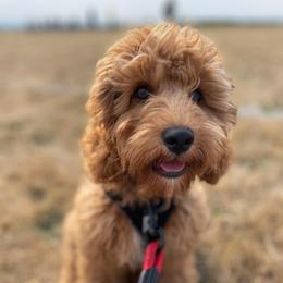 Goldie - Cavapoo