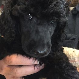 Miniature Schnauzer and Poodle Puppies from Tropheous