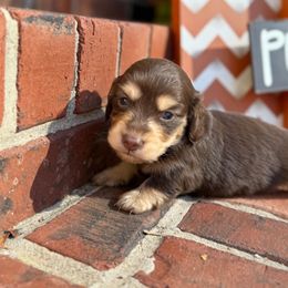 Tootsie (Roll) - Chocolate and cream male Dachshund puppy in Batesville, Arkansas from Willow Tree Dachshunds