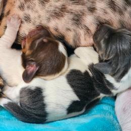 Tbd - Piebald male Dachshund puppy in Herald, California from Bluegum Dachshunds