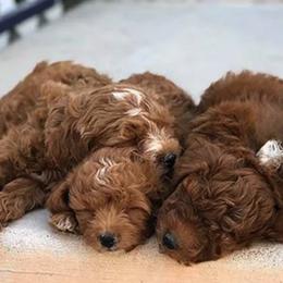 Cavapoos and Goldendoodles from StarBrightDoodles