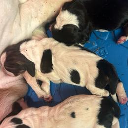 Jovie - Black white and brown female Basset Hound puppy in Loup City, Nebraska from WoodKrick Bassets