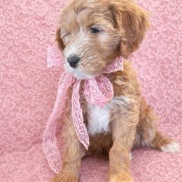 Lace - Red  female Goldendoodle puppy in Placerville, California from New Dawn Poodles and Doodles