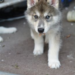 Siberian Husky Puppies from SoFlo Siberians