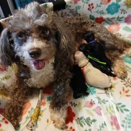 Havapoo puppies from Faithful Hearts Kennel