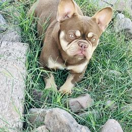 Gucci - French Bulldog