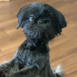 Leia - Shih Tzu