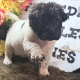 Marvin - Black male Chinese Shar-Pei puppy in Lehigh Acres, Florida from Florida Wrinkles