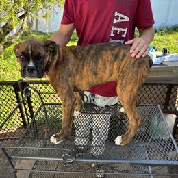 Pinky 1100.00 - Brindle female Boxer puppy in S AI Nt Cloud, Florida from SMART AKC Boxers
