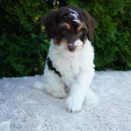 Cockapoo Puppies from Home Raised Cockapoos