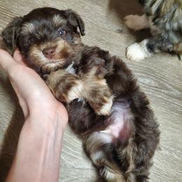 Hagrid - Liver male Miniature Schnauzer puppy in Sandy, Utah from Phantom League Schnauzers