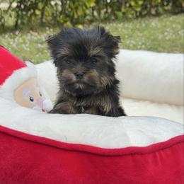 Tiny Chanel Dollface - Black and tan female Yorkshire Terrier puppy in North Naples, Florida from Moon Ranch Puppies