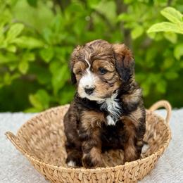 Teddy - Sable male Bernedoodle puppy in Bremen, Indiana from Farmland Doodles