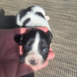 COMET - White black and tan male Papillon puppy in Hollister, Missouri from Swan Creek Kennel