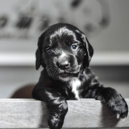 English Cocker Spaniel and German Shepherd Puppies from Ryndal & Co.
