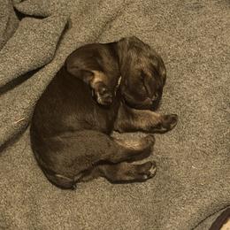 Miniature Schnauzer Puppies from Daniel Morlan