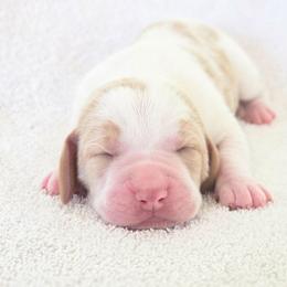 Boom - Red and white male Basset Hound puppy in Valley, Washington from Peaceful Valley Paws