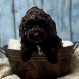 Snickerdoodle - Chocolate female Australian Labradoodle puppy in Brush Prairie, Washington from Fancy Pants Labradoodles