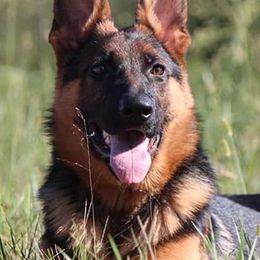 German Shepherds from Domus Invictus German Shepherds