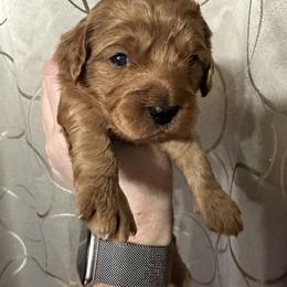 Minnie (Remi pink collar) - Red female Cavapoo puppy in Modesto, California from Molly n Friends