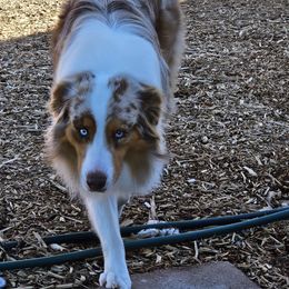 Australian Shepherd All Grown Up from Siesta Aussies