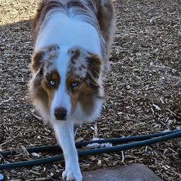 Australian Shepherd All Grown Up from Siesta Aussies