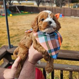 Han Solo - Red male Cavapoo puppy in South Jordan, Utah from Lucky Doodle Pups
