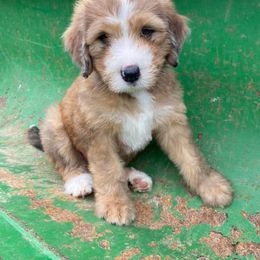 Bernedoodle Puppies from Bayou Blu's Bernedoodles