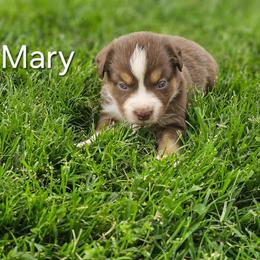 Mary - Red tri female Miniature Australian Shepherd puppy in Owensboro, Kentucky from JnT's Bluegrass Mini Aussies