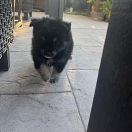 Pomeranian Puppies from Pomni Poms