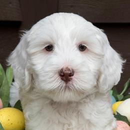 Pearl (Purple Collar) - Chalk female Australian Labradoodle puppy in Mount Gilead, North Carolina from Tillery Labradoodles