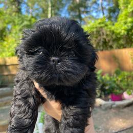 Mr  Green - green collar - Black male Shih Tzu puppy in Spring, Texas from Precious Tzu Crew